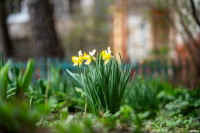 Аномальное цветение апреля: в Туле уже распустилась черемуха, Фото: 14