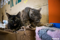 Волонтеры спасли кошек из адской квартиры, Фото: 35