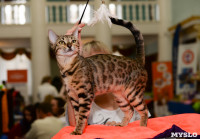 Выставка кошек в Туле, Фото: 30