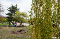 В Центральном парке Тулы высадили крупномерные саженцы ивы, Фото: 27