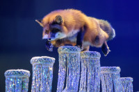 Новое грандиозное шоу Гии Эрадзе «Королевский цирк» стартует в Тульском цирке, Фото: 64