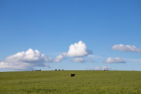 Тишина, солнце и бесконечный простор: 90 красивых фото с родины слонов – Одоевского района, Фото: 44