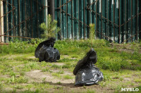 Во дворе Тульского областного краеведческого музея посадили сосны, Фото: 4