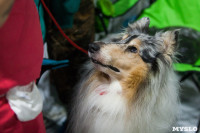 Выставка собак в Туле, Фото: 89