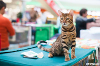 Международная выставка кошек в ТРЦ "Макси", Фото: 8