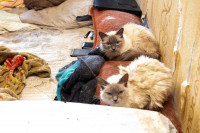 Кошки в Щекино, Фото: 7