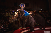 «Шоу Слонов» в Тульском цирке, Фото: 19