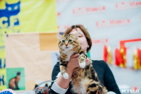 Выставка "Пряничные кошки" в ТРЦ "Макси", Фото: 48