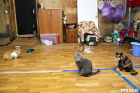 Кошки из адской квартиры, Фото: 1