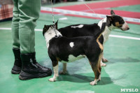 Выставка собак в Туле, Фото: 231