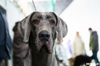 Выставка собак в Туле 24.11, Фото: 114
