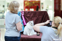 Выставка кошек клуба "Белиссима", Фото: 57