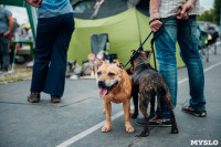 Всероссийская выставка собак в Туле, Фото: 64