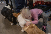 Выставка собак в Туле, Фото: 49