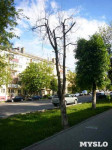 «Сушняк-2019 Тула». Городской хит-парад засохших деревьев, Фото: 87