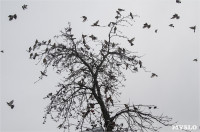 Нашествие дроздов в Туле, Фото: 5