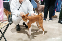 Сиба-ину, шпицы и алабаи: в Туле состоялась выставка собак, Фото: 38