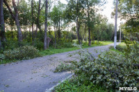 В Баташевском саду из-за непогоды упали вековые деревья, Фото: 2