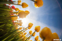 Тюльпаны в Туле, Фото: 20