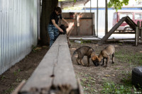 Собачий детский сад, Фото: 55