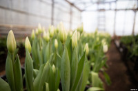 Как выращивают тюльпаны, Фото: 10