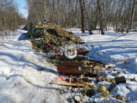 Под Тулой неизвестные сбросили в лесополосе несколько тонн гнилых овощей, Фото: 3