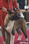 Выставка собак в Туле 26.01, Фото: 49