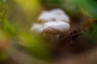 В Ясной Поляне засняли редкий краснокнижный гриб-баран, Фото: 12