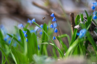 Аномальное цветение апреля: в Туле уже распустилась черемуха, Фото: 32