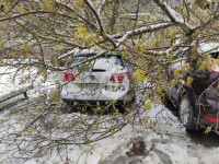 В Туле упавшее дерево переломило ВАЗ и повредило еще три авто, Фото: 17