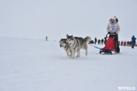 Праздник северных собак на Куликовом поле , Фото: 86