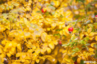 Золотая осень в Ясной Поляне, Фото: 114