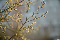 Аномальное цветение апреля: в Туле уже распустилась черемуха, Фото: 33
