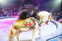 Шоу Гии Эрадзе «5 континентов» в Тульском цирке: феерия уже началась!, Фото: 49