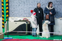 Выставка собак в Туле, Фото: 107