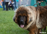 В Туле прошла Всероссийская выставка собак , Фото: 26