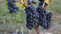 Виноград с южных склонов Дубны: как работает необычная семейная ферма в Тульской области, Фото: 55