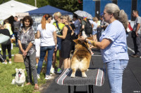В Туле прошла выставка собак всех пород: фоторепортаж, Фото: 29