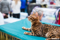 Международная выставка кошек в ТРЦ "Макси", Фото: 6