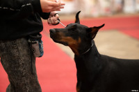 Выставка собак в ДК "Косогорец", Фото: 56