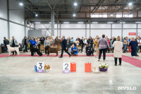 Сиба-ину, шпицы и алабаи: в Туле состоялась выставка собак, Фото: 33