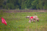 В Туле состоялись собачьи бега, Фото: 4