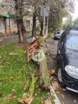 В Заречье на припаркованный автомобиль упало дерево, Фото: 1