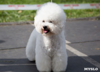 В Туле прошла Всероссийская выставка собак , Фото: 8