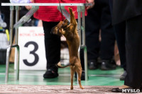 Пражский крысарик, хотошо и кангал: в Туле прошла выставка собак всех пород, Фото: 95