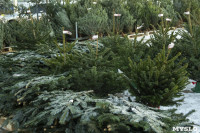 «Леруа Мерлен» знает, где в Туле купить живую елку, как с картинки, Фото: 17