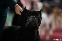 Выставка собак в Туле, Фото: 197