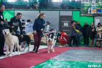 Выставка собак в Туле, Фото: 95