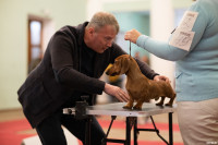 Выставка собак в ДК "Косогорец", Фото: 49