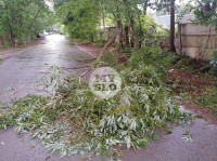 Ветер повалил деревья в Туле, Фото: 12